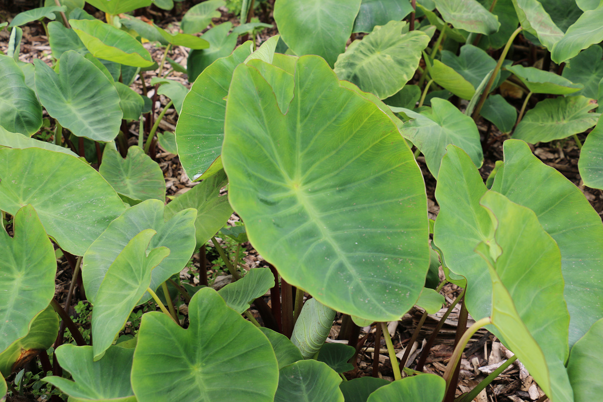 Colocasia esculenta (2)